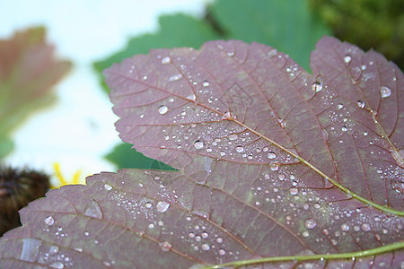 带著水滴的叶子树木橙子红色植物白色绿色树叶宏观棕色雨滴图片