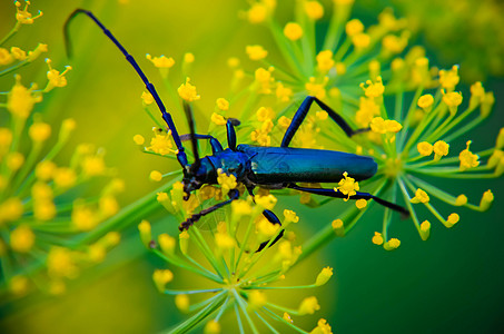 黑甲虫坐在花上天线生存濒危喇叭花园草本植物长角牛植物草地动物群图片