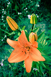 在花园里盛满了深红百合叶子植物雌蕊植物学宏观阳光花粉植物群橙子花瓣图片