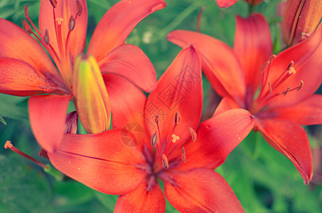 在花园里盛满了深红百合草本植物植物园艺橙子雌蕊叶子宏观植物群阳光花粉图片