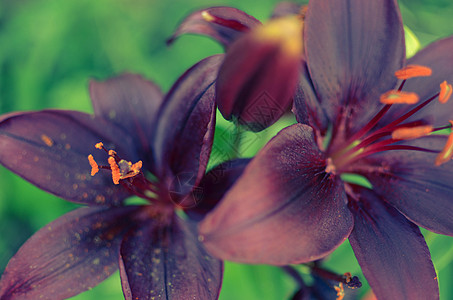 在夏花花园 紧贴一朵美丽的黑百合花叶子百合植物学草地植物群花园植物园艺紫色花瓣图片