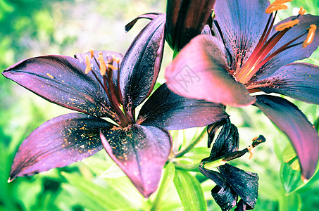 在夏花花园 紧贴一朵美丽的黑百合花紫色植物学花瓣植物宏观园艺草地花园叶子百合图片