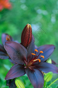 在夏花花园 紧贴一朵美丽的黑百合花宏观花瓣草地植物叶子百合紫色园艺植物群植物学图片