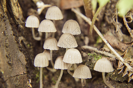 树上生长的微小野白蘑菇苔藓木头团体环境生活季节林地地面毒菌叶子图片