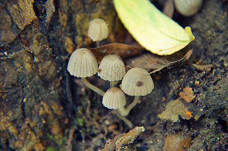 树上生长的微小野白蘑菇植物叶子食物生活菌类树干场地林地殖民地生物图片