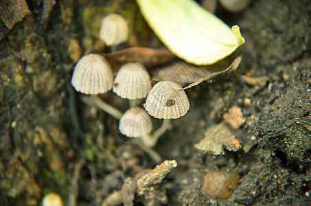 树上生长的微小野白蘑菇林地团体季节环境生物木头殖民地树干毒菌苔藓图片