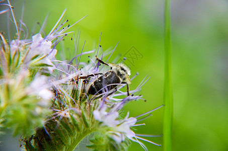 紧贴花朵塔纳西提芙丽亚和小蜜蜂的近缝收集蜜桃植物花蜜漏洞叶子场地宏观紫色场景蝎子蜂蜜图片