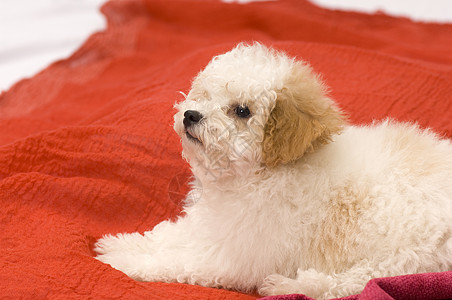 可爱的小狗动物工作室棕色说谎金发头发猎犬毯子朋友宠物图片