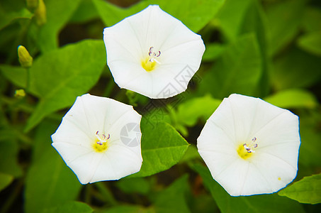 花园里的花朵 美丽的白色卷发叶子植物宏观植物学花瓣空心菜场地藤蔓花束蓝色背景图片