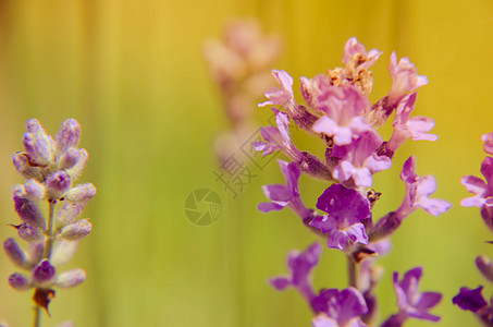 字段中新开的花粉视图草本植物生活香气疗法紫丁香紫色农业花园芳香国家图片