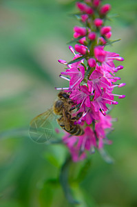 常见的石南花 小型蜜林植物和观赏花园农村乡村沼泽地花瓣草地紫色蜜蜂环境植物群植被图片