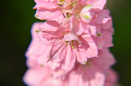 紧贴一整棵干花的鲜花盛开园艺花瓣公园场地植物群荒野紫色蓝色香味叶子图片