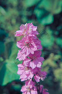 紧贴一整棵干花的鲜花盛开荒野园艺叶子花园紫色宏观蓝色植物公园风铃图片