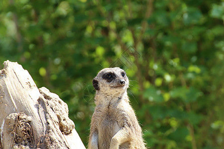 MEERKAT保持警戒 以发现任何危险猫鼬动物警卫荒野岩石生态警报母亲家庭生物图片