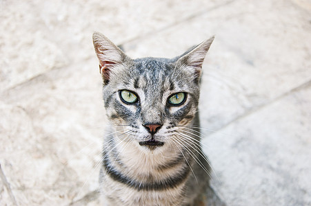 猫咪肖像小猫耳朵毛皮猫科动物宠物荒野胡须眼睛图片