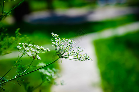 牛欧芹白色夏田花墙纸环境植物群生态传单花序花粉生长草地双年展图片