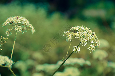 牛欧芹白色夏田花伞形生态双年展花粉荒野炭疽病香菜花瓣草本植物伞形花图片