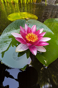 粉红水百莉莉花合汇池塘叶子宏观粉色植物后院花园绿色睡莲图片