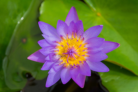 彩色水百合花花瓣花园荷花百合植物学树叶情调紫色池塘热带图片