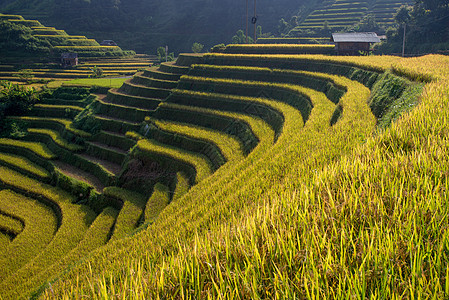 越南Yen Bai的雨季露天田田地上的水稻田 准备在西北越南进行移植场地曲线日落环境种植园农业农场土地地球生态图片