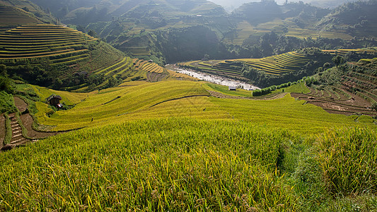越南Yen Bai的雨季露天田田地上的水稻田 准备在西北越南进行移植日落农业旅行植物土壤土地叶子地面成长园艺图片