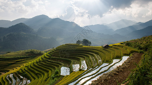 越南Yen Bai的雨季露天田田地上的水稻田 准备在西北越南进行移植地球控制土地植物生态农场日落园艺成长土壤图片