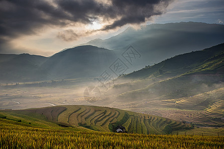 越南Yen Bai的雨季露天田田地上的水稻田 准备在西北越南进行移植生态农业曲线园艺地球植物环境土地地面控制图片