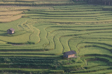 越南Yen Bai的雨季露天田田地上的水稻田 准备在西北越南进行移植土壤曲线环境土地叶子控制地面园艺日落农场图片