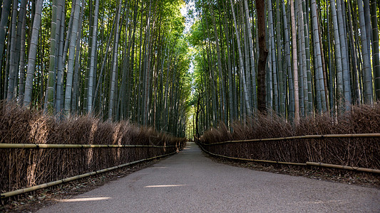通往竹林岚山京都日本的道路植物游客途径丛林曲线竹子人行道叶子树林环境图片