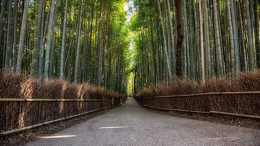 通往竹林岚山京都日本的道路竹子树林曲线远足环境楼梯荒野植物途径地标图片
