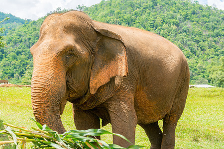 受保护自然公园大象力量哺乳动物国家保护旅行树干家庭野生动物荒野旅游图片