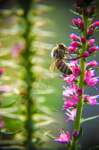 常见的石南花 小型蜜林植物和观赏花园宏观蜜蜂环境荒地植物学紫色植被沼泽地花瓣农村图片