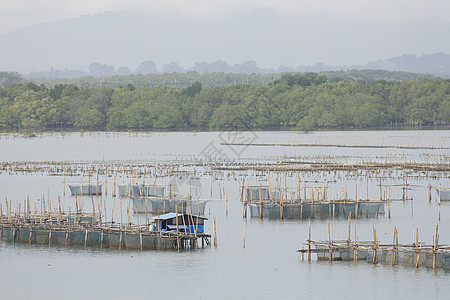在泰国东海养鱼的巢穴生活野生动物环境旅游天空食物钓鱼苗圃池塘渔夫图片