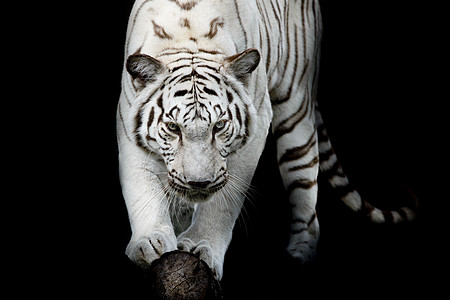 黑白的黑虎和白老虎哺乳动物自然眼睛毛皮生活白色鼻子食肉背景荒野图片