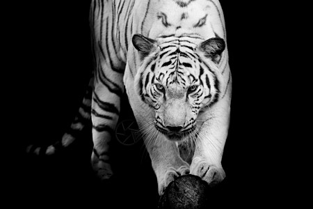 黑白的黑虎和白老虎动物园野生动物动物濒危自然生活哺乳动物鼻子豹属黑色图片