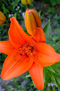在花园里盛满了深红百合花粉花瓣园艺阳光宏观橙子植物学雌蕊草本植物植物图片