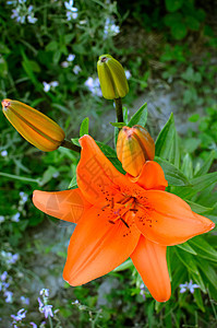 在花园里盛满了深红百合花瓣雌蕊阳光植物群植物叶子草本植物橙子植物学花粉图片