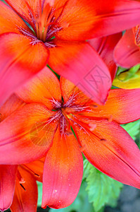 在花园里盛满了深红百合植物橙子阳光宏观花粉园艺叶子草本植物植物学雌蕊图片