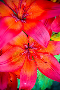 在花园里盛满了深红百合宏观阳光花粉植物植物群草本植物园艺橙子叶子雌蕊图片