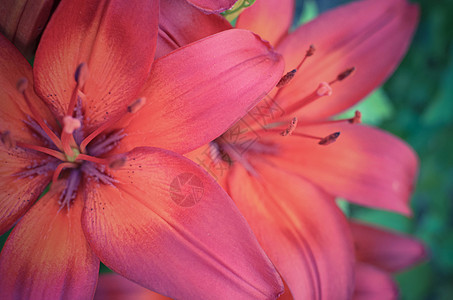 在花园里盛满了深红百合植物学园艺叶子花粉雌蕊花瓣宏观植物群植物橙子图片
