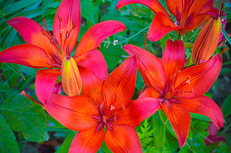 在花园里盛满了深红百合橙子植物学花粉阳光植物群雌蕊花瓣植物宏观草本植物图片
