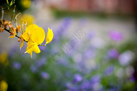 花园的黄色花朵紧闭摄影宏观草地野花背景季节场景田园阳光场地图片