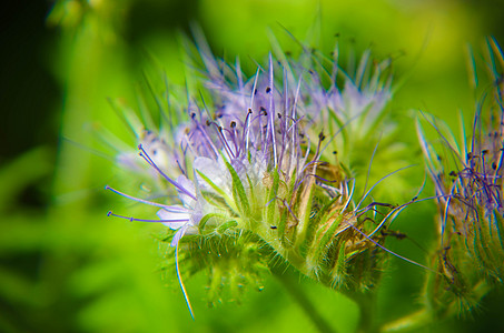 紧贴花朵塔纳西提芙丽亚和小蜜蜂的近缝收集蜜桃花粉花园草地植物宏观紫色昆虫蜂蜜叶子农业图片