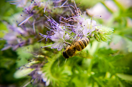 紧贴花朵塔纳西提芙丽亚和小蜜蜂的近缝收集蜜桃昆虫花粉花园种植园农场宏观环境生长蜂窝紫檀图片