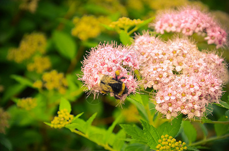 享受星形粉红色花朵的蜜蜂近距离欣赏光谱花瓣植物群昆虫植物学花园宏观植物叶子花粉蝴蝶背景图片