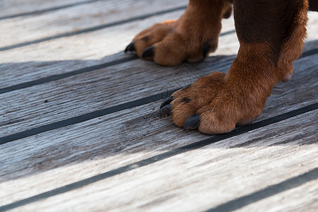 木地板上一只棕色大狗的爪子哺乳动物地面马夫国家宏观犬类动物软垫友谊毛皮图片