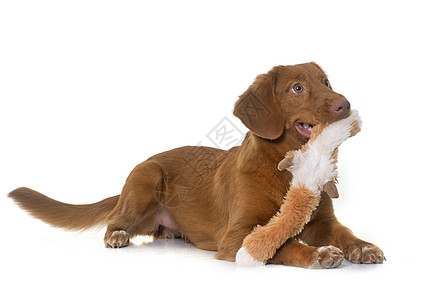 新斯科舍省 鸭子回收玩具动物小狗棕色宠物工作室猎狗猎犬收费图片