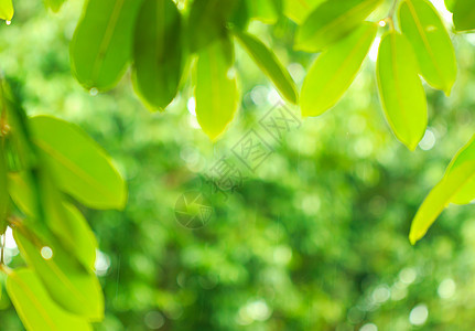 自然的抽象模糊花园季节黄色绿色阳光活力植物背景叶子森林图片