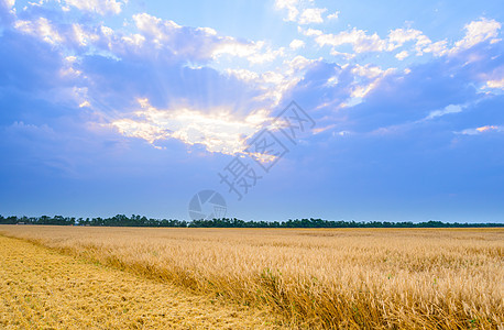 蓝色天空下美丽的小麦田 有戏剧性的日落云国家农场天气谷物地平线种子季节草地土地面包图片