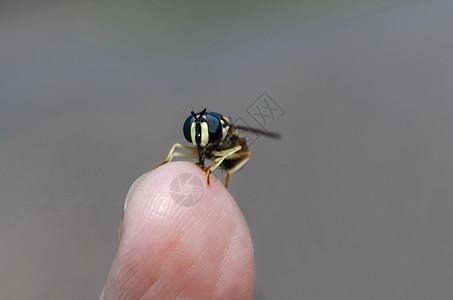 手上接近黄蜂动物昆虫野生动物村庄蜂蜜男人蜜蜂树干翅膀眼睛图片